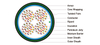 Foam Skin Insulated & AP Sheathed (ALPETH) Jelly Filled Cables to GR-421